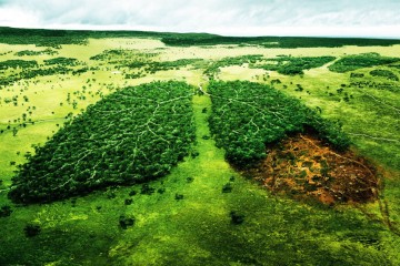 La déforestation dans le monde en 10 données clés